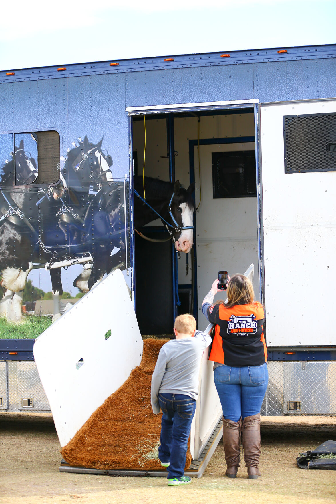 Express Clydesdales